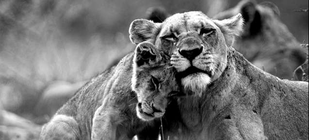Kruger lions banner