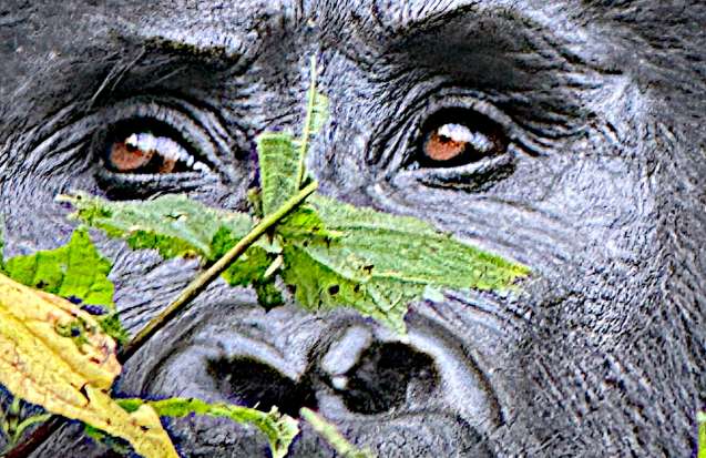 Gorilla trekking uganda