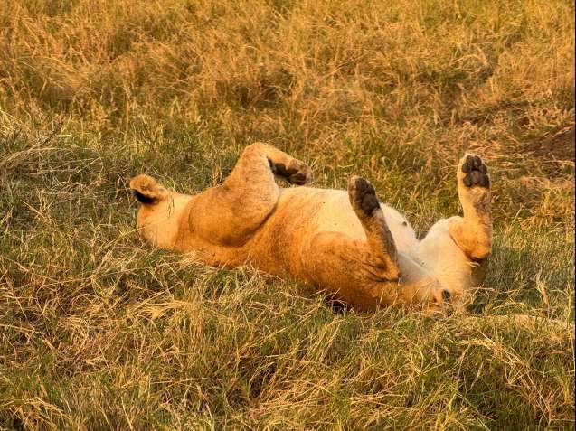 Big 5 in Kenya