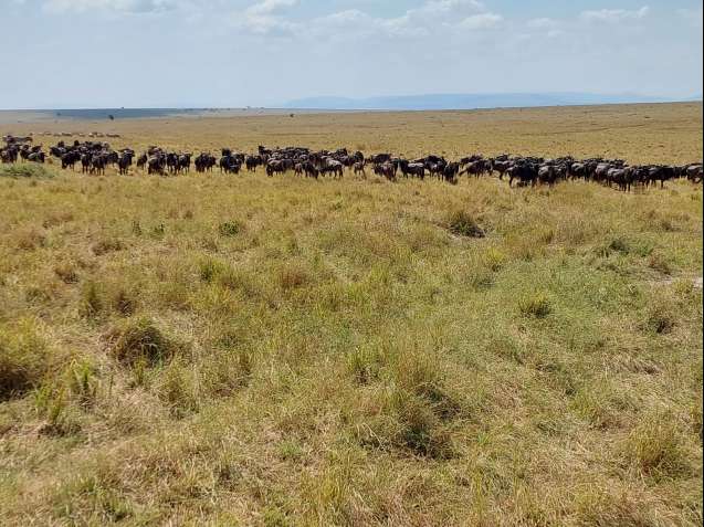 Masai Mara wildebeest migration