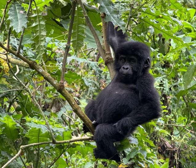 Uganda gorilla trekking