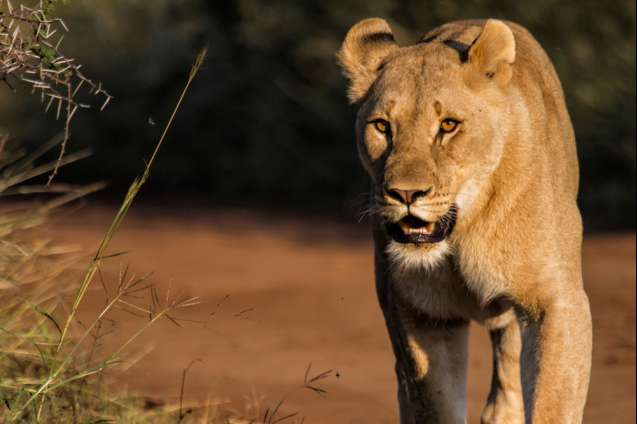 Lion Big 5 Pilanesberg