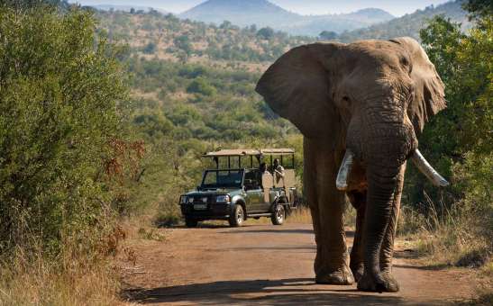 Pilanesberg National Park FAQs
