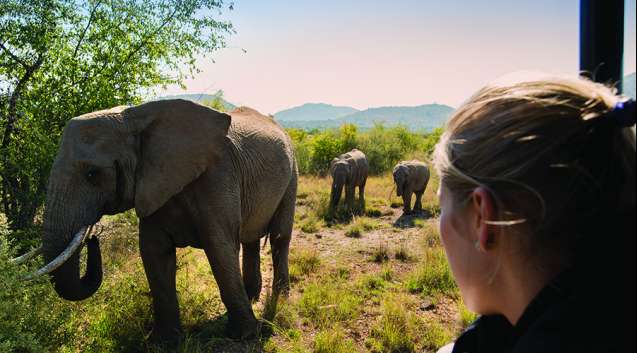 Pilanesberg elephants