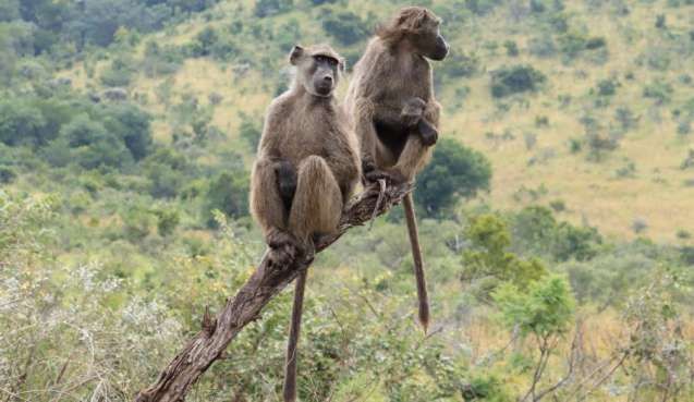 Pilanesberg wildlife