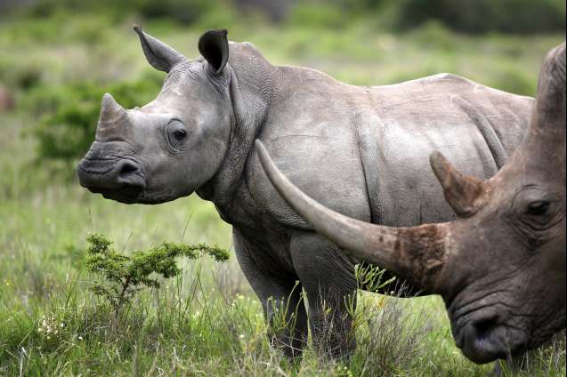 Rhinoceros Pilanesberg national park