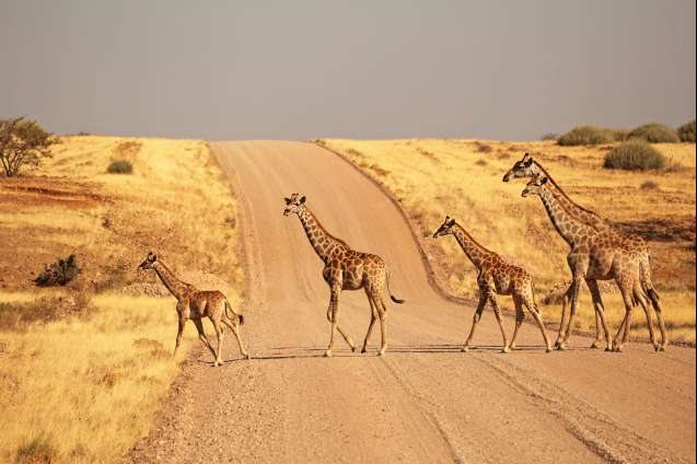 Road trip Namibia