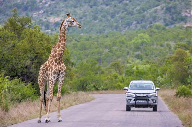 Kruger self drive safari