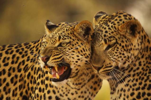 Okavango winter Big 5