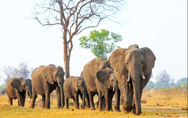 Elephants Hwange National Park