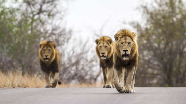 Lions kruger national park 