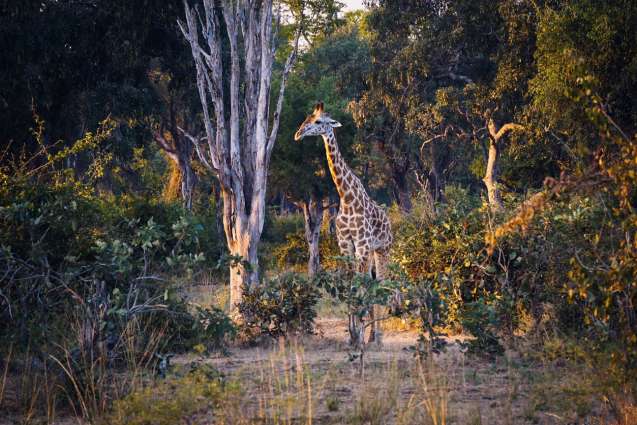 South luangwa safari