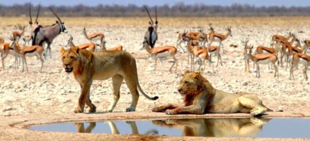 Etosha waterhole Namibia