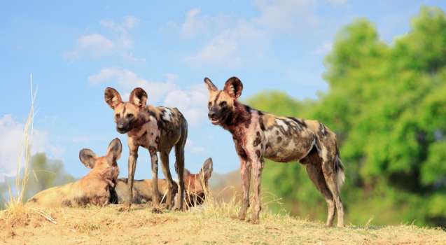 South luangwa wildlife
