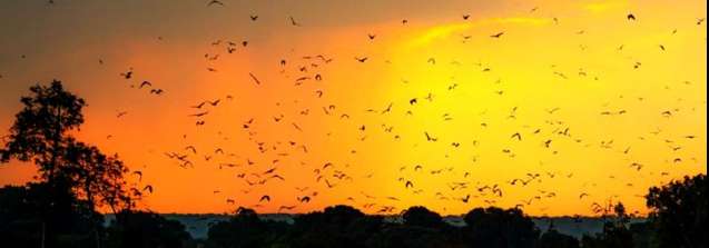 Animal migration Kafue Zambia