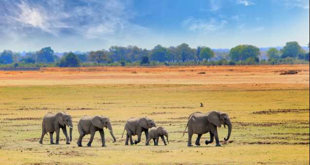 South Luangwa Big 5 safari