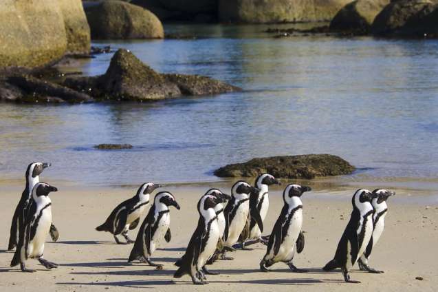 Penguins at Boulders Beach Cape Town