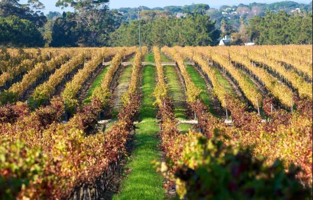 Cape Town vineyards