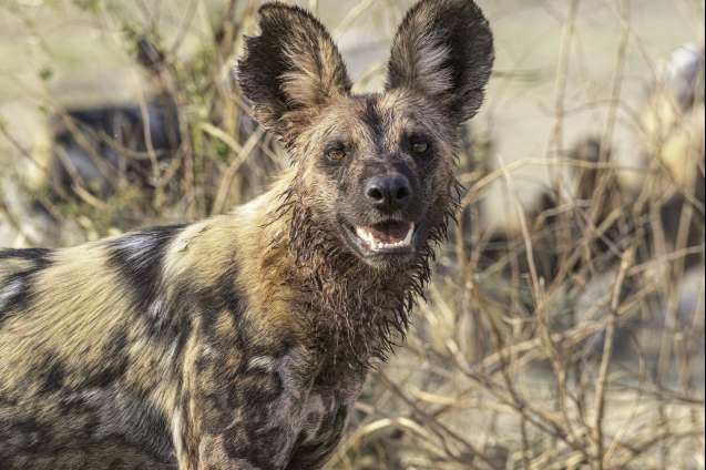 Wild dogs South Luangwa