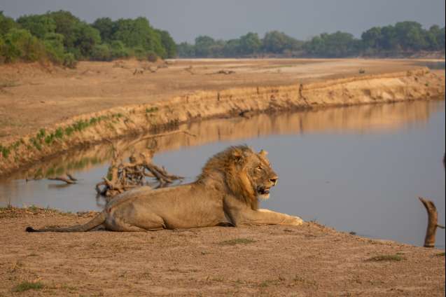 Lion Big 5 animal South Luangwa