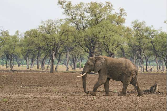 Elephant safari South Luangwa