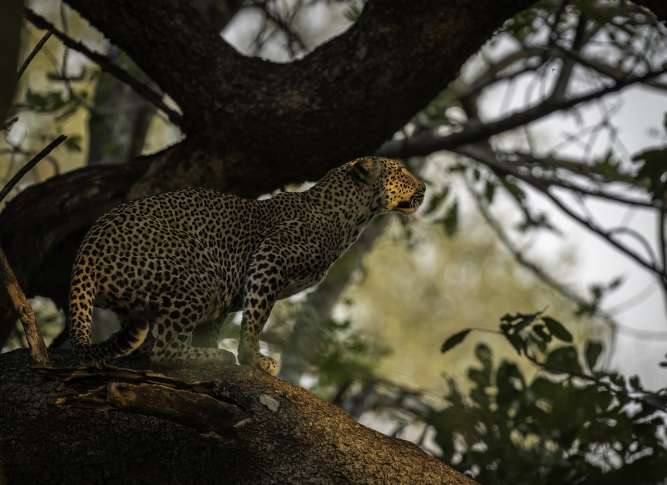 Leopard safari South Luangwa