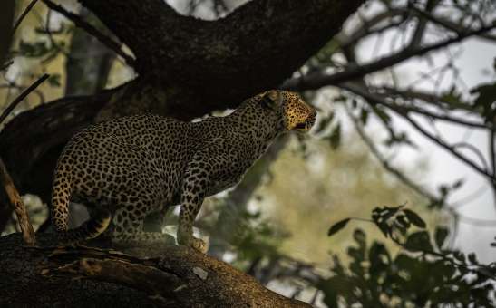 Step Inside the Real Kingdom: Why South Luangwa Should Be Your Next Safari