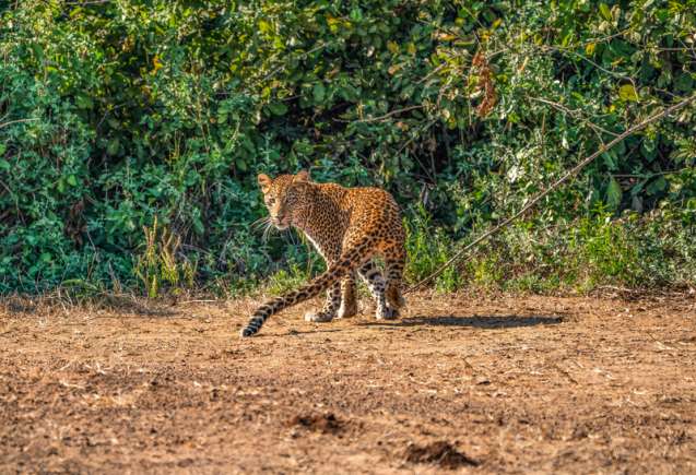 Leopard South Luangwa