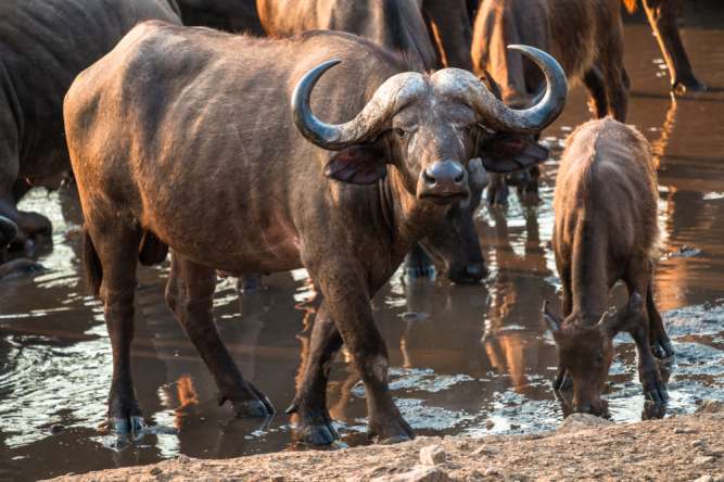 Majete Malawi Big 5