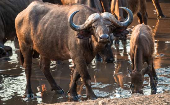 Most Popular Private Safaris in Africa for 2026: Custom Travel Experiences