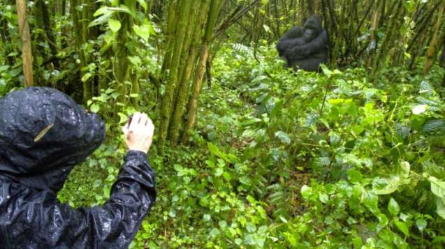 Rwanda gorilla trekking