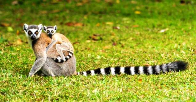 Madagascar wildlife
