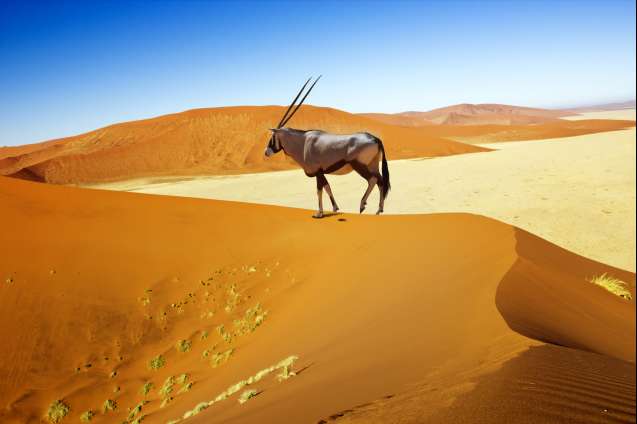 Oryx sossusvlei namibia