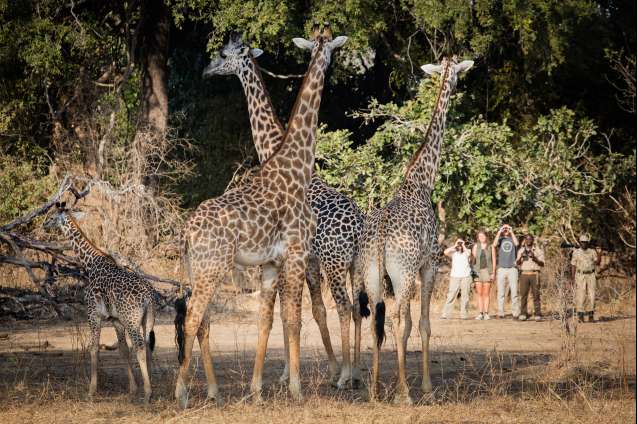 Walking safari South Luangwa Zambia safari