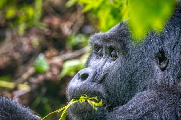 Gorilla trekking Uganda