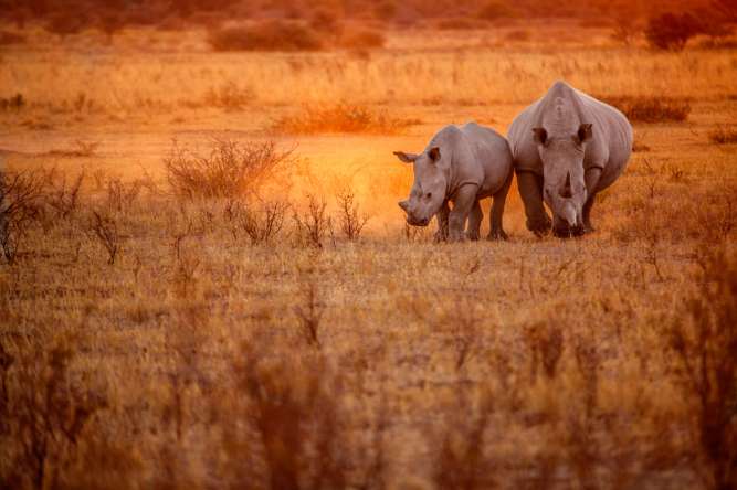 Big 5 Africa safari