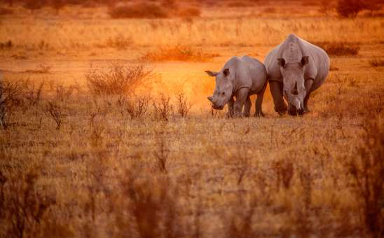 Big 5 Africa safari