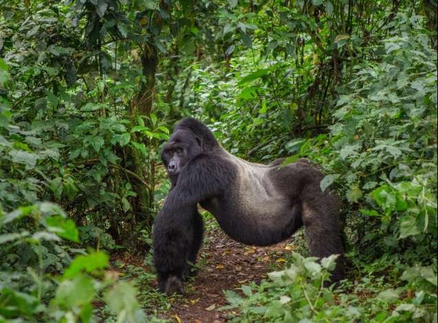 Gorilla trekking Uganda