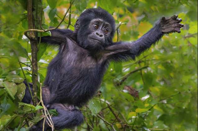 Baby Gorilla bwindi national park