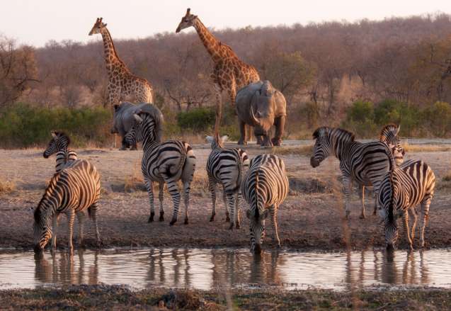 Best value Kruger safari
