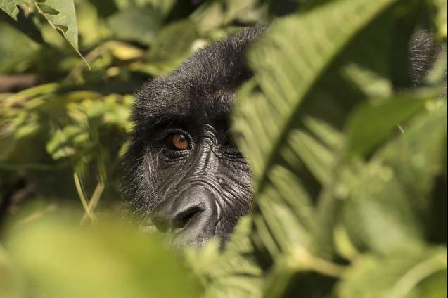 Mountain gorilla Uganda safari 2026