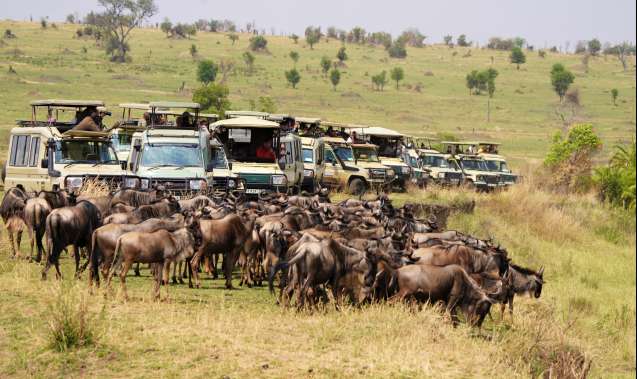 Game drive etiquette on safari in the Masai Mara