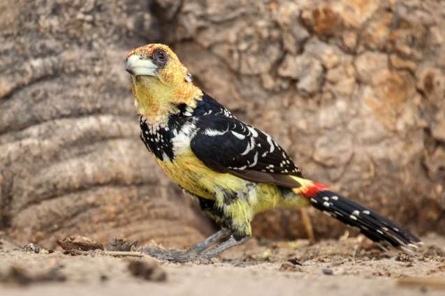 Crested barbet moremi