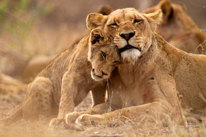 Big 5 safari kruger national park
