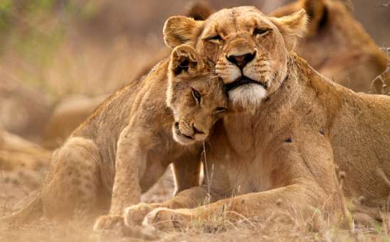 Where Should I Go For My First Safari in Africa? Complete 2026 Guide