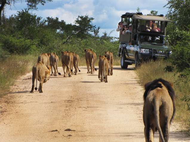 First time safari Big 5 Kruger