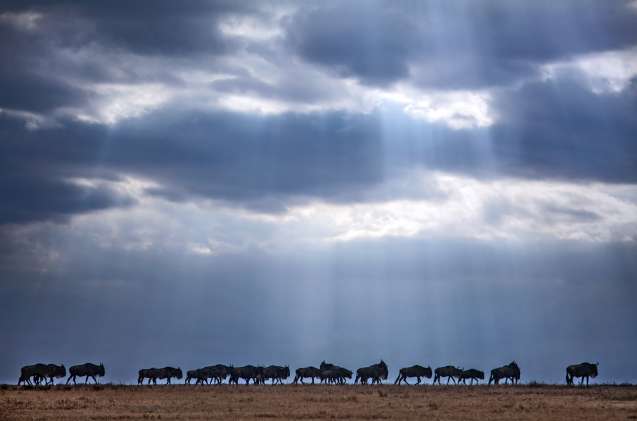 Wildebeest great migration Kenya