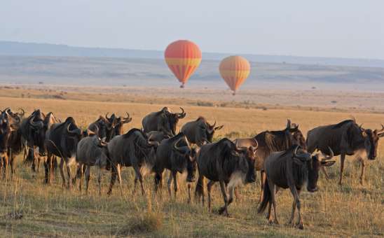Wildebeest hot air balloon masai mara
