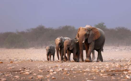 2026 African Safari Guide: Where to Travel July to December for Best Value