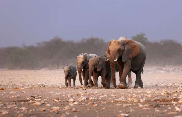 Etosha elephants